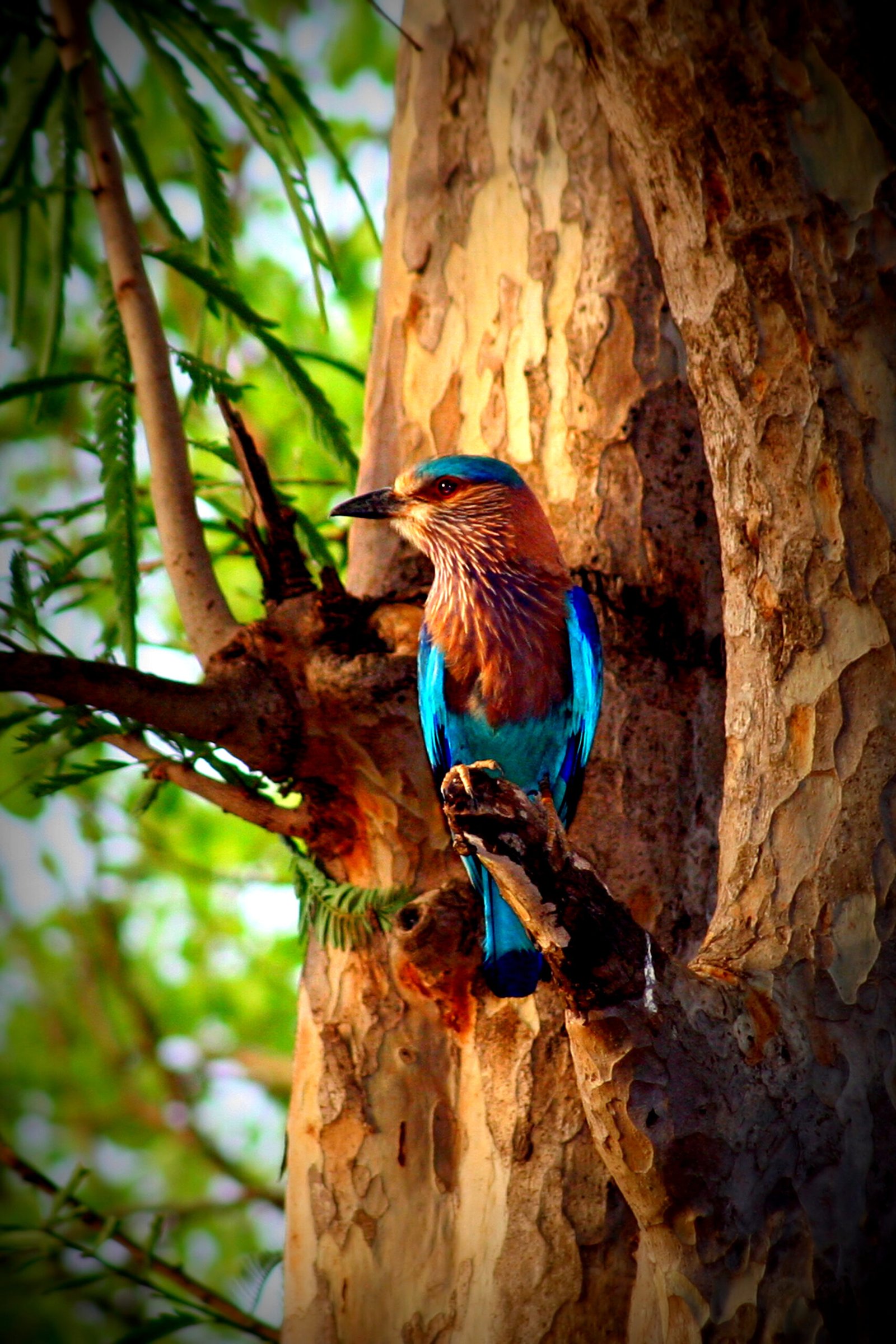Northern Shoveler Bird Origin Story